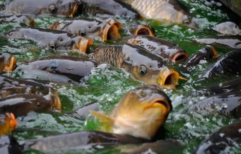 Продам личинку карпа 2025