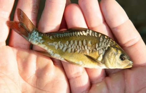 Зариблення водойми у 2025 році