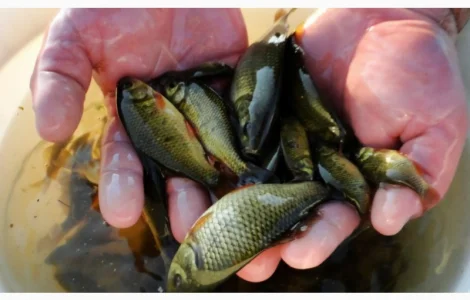 Зарибок у квітні та травні