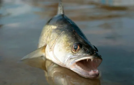 Зарыбление судачатами