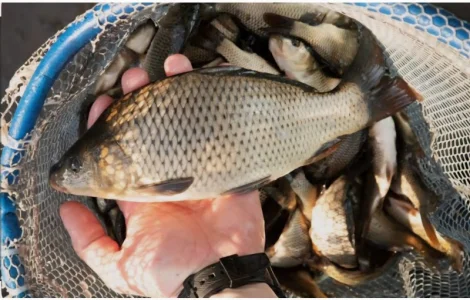 Час для зариблення