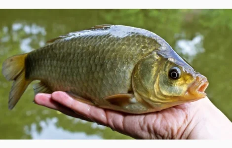 Зарыбление мальком в сентябре