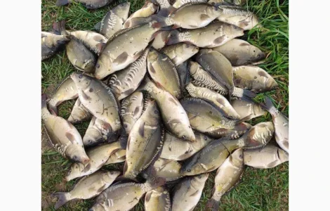 Куплю зарибок оптом