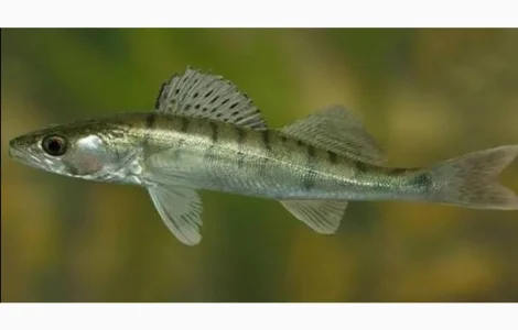 Продам підрощену личинку судака 3см