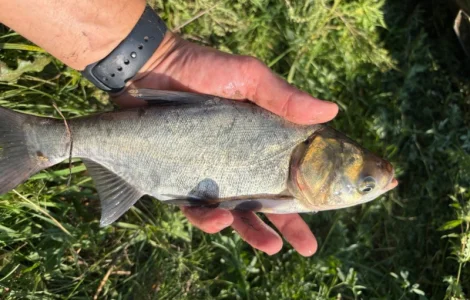 Продам зарибок короп