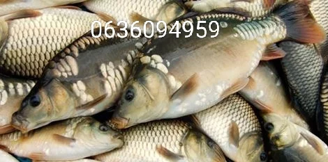 Риба білий амур