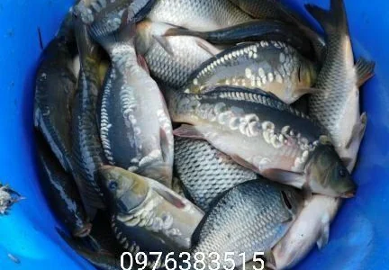 Продается карп и другая товарная рыба