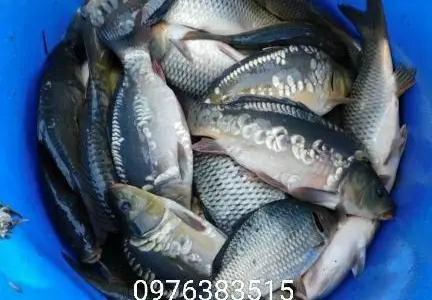 Продам короп