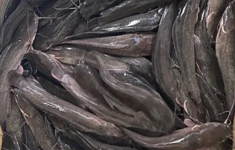 Підрощена молодь АФРИКАНСЬКОГО сома для ставу