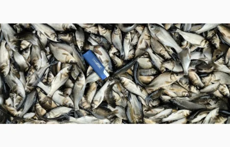 Мальок Короп