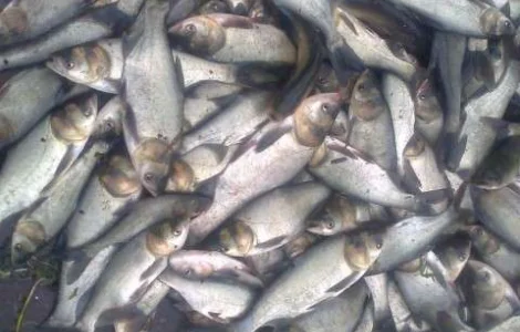 Мальок Зарибок Товстолоб