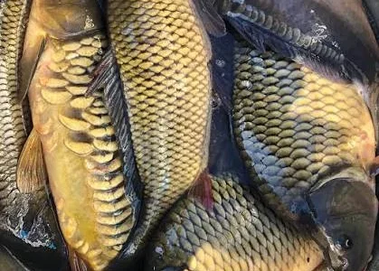 Продам живую рыбу оптом и в розницу