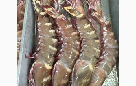 Продажа морепродуктов из Мавритании: креветки и осьминоги