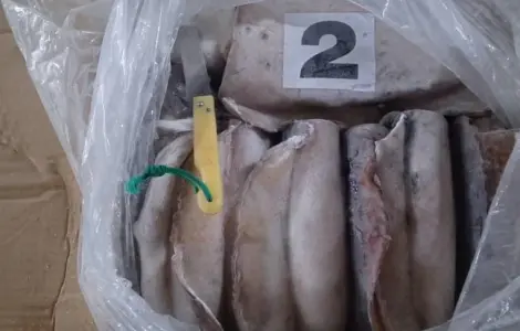 Wholesale seafood supplier Mauritania fishing coast Nouadhibou fishing harbor Nouakchot