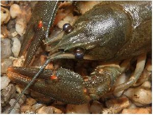 Купляємо рака цілий рік