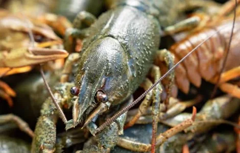 Продаю живі та під замовлення варені раки