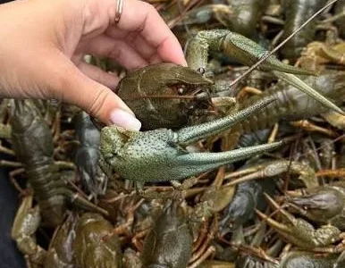 Продам живі раки та під замовлення варемо