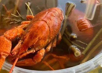 Продам живі раки та під замовлення варемо