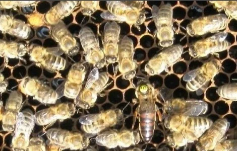 Матки бджіл Карніка у продажу