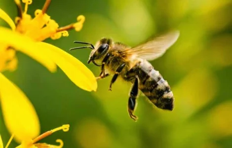 Приймаємо замовлення на маток Карніка ф1