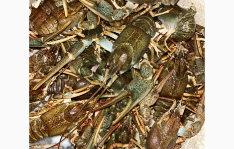 Куплю раки дорого