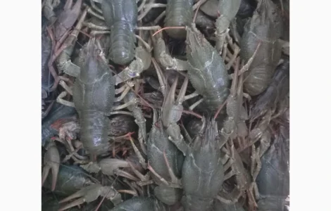 Закуповуємо живі раки