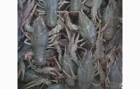 Закуповуємо живі раки