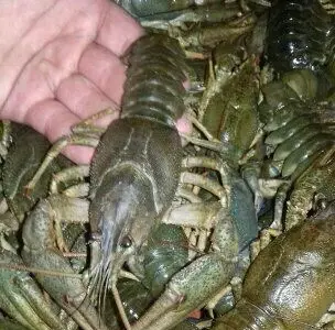 Куплю раки