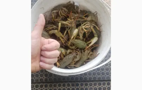 Раки Живые
