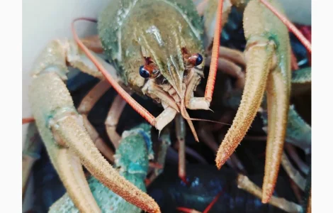 Покупаем Живых Раков