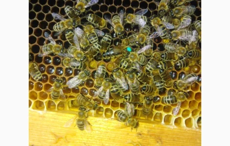 Пчеломатки карпатской породы на заказ