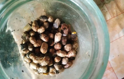 Куколки диких бджіл осмій на продаж