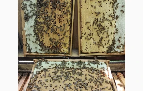 Продаются пчеломатки карпатских пчел