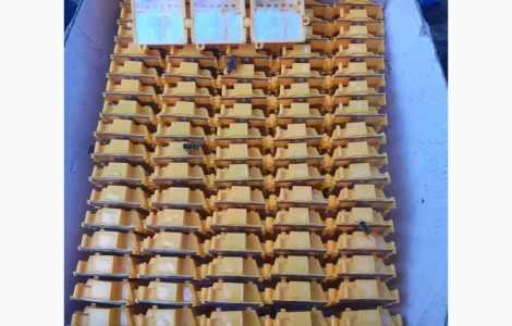 Матки Карпатка и Карніка на продажу