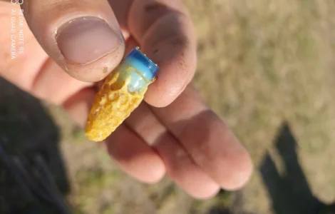 Продаются пчеломатки Карника и Кордован