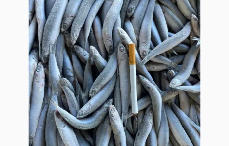 Продается свежая хамса отличного качества