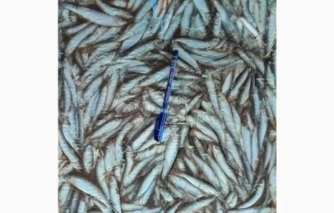 Продам кильку замороженную