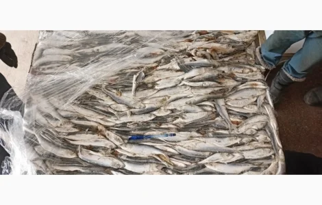 Продается свежемороженая салака 16+