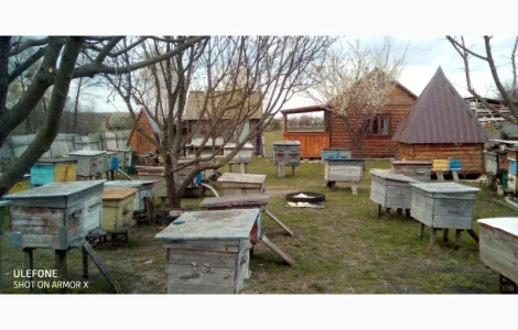 Продаються бджолопакети української степової породи