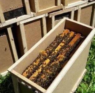 Пропонуються бджолопакети