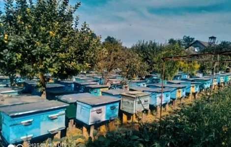 Продаж бджолопакетів у Вінниці