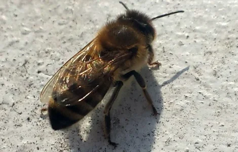 Продаються бджолопакети породи Карпатка з міченими матками