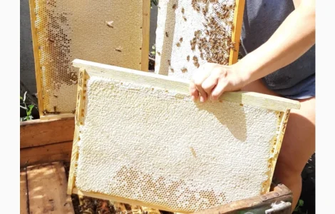 Пропонуються бджолопакети Української степової породи