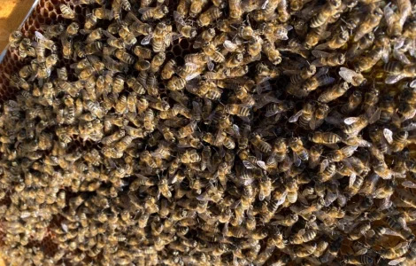 Продаются пчелопакеты карпатки