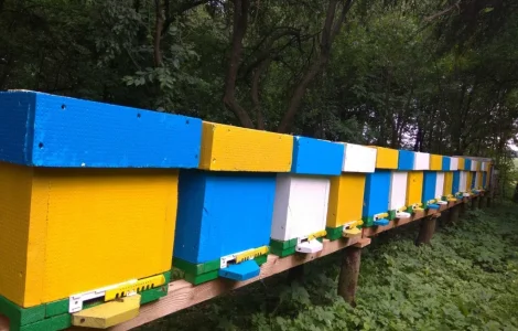 Продаж бджолопакетів Карніка