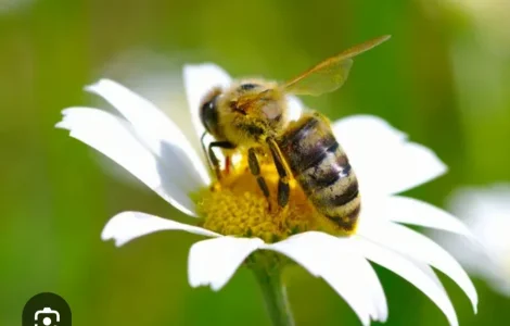 Продается бжолопакеты на 4 рамки