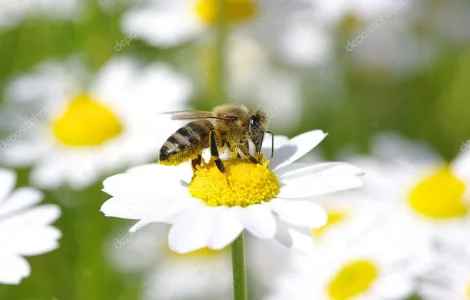Продается бджолопакеты из собственной пасеки
