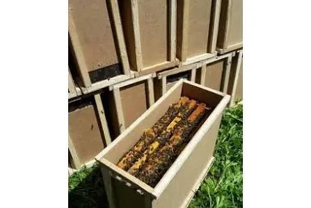 Бджолопакети карпатської породи