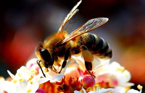 Бжолопакети Карпатка 3+1 (дадан 300) - 100 шт у продажу