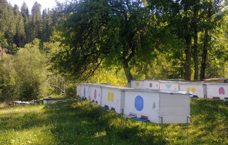 Продаються ранні бджолопакети породи 'карпатка'